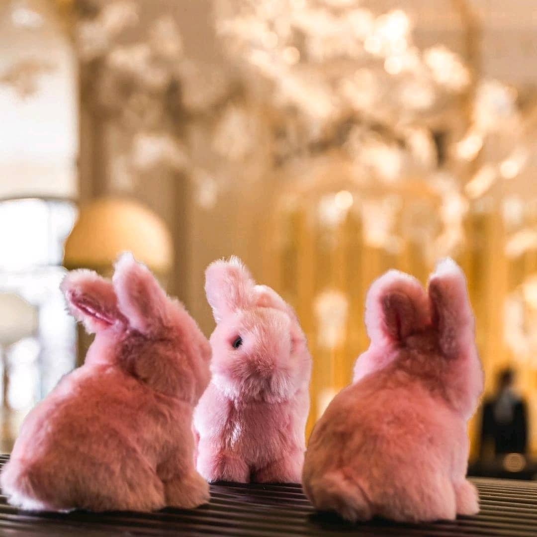 Ma peluche Lapin Léon